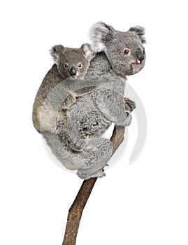 Koala bears climbing tree against white background