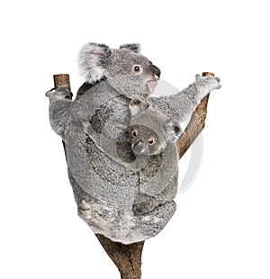 Koala bears climbing tree against white background