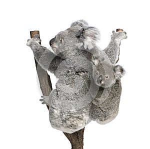 Koala bears climbing tree against white background