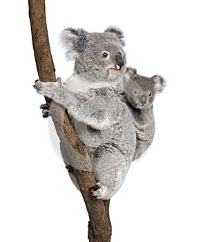 Koala bears climbing tree against white background photo