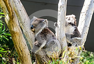 Koala bears on a tree in melbourne