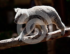 Koala Bearwalking along branch