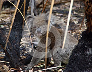 Koala in Burnt Undergrowth photo