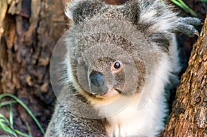 Koala in Cape Otway, Great Ocean Road, Victoria, Australia