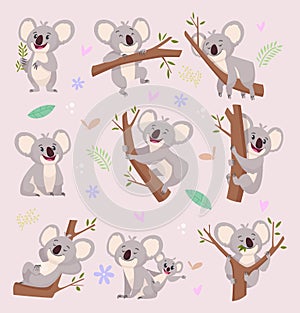 Koala characters. Wild bear australia cartoon furry animals vector illustrations