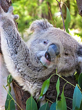 A koala is chilling out on eucalyptus tree