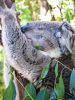 A koala is chilling out on eucalyptus tree