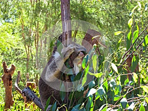 A koala is chilling out on eucalyptus tree