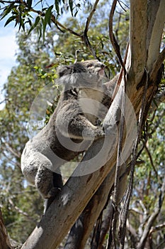 Koala climbing an eucalyptus tree.