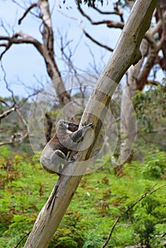 A koala climbing a eucalyptus tree in Victoria