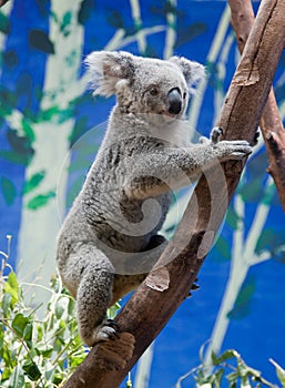 Koala Climbing A Tree