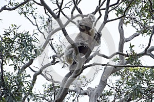 Koala climbing up tree photo