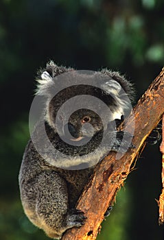 Koala Close Up