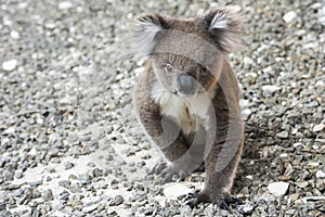 Koala, Kangaroo Island, Australia photo