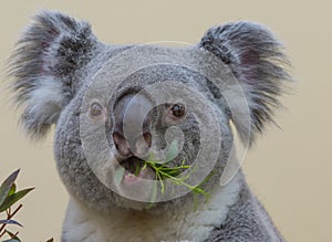 Koala closeup eating