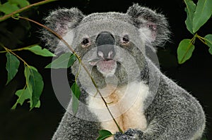 Koala clutching twig as it eats a gum leaf