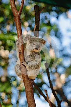 Koala at Currumbin Wildlife Park photo