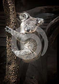 Cute Koala is climbing the tree. photo