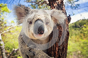 Koala photo