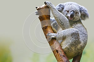 A koala is dozing off on the trunk