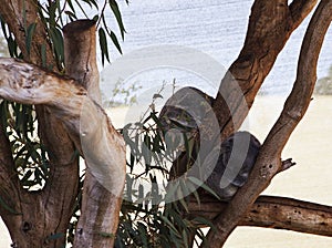 Koala dreaming together