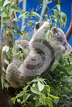 Koala eating