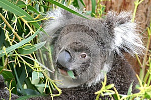 Koala Eating