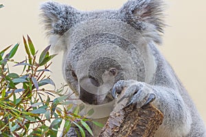 Koala eating closeup