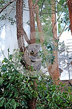 Koala eating eucalyptus leaves with the forest greenery background.