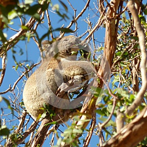 Koala eating in Eucalyptus tree