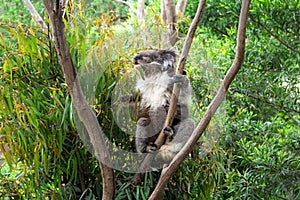 Koala Eating Gum Leaves on the Tree