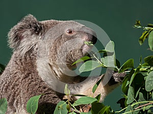 Koala eating gum tree leaves