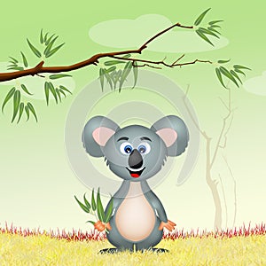 Koala with eucalipto photo