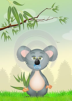 Koala with eucalipto photo
