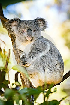 Koala in a Eucalyptus tree Australia