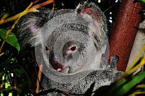 Koala
