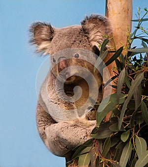 Koala in eucalyptus tree