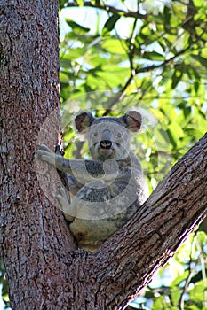 Koala in Eucalyptus Tree, Australia