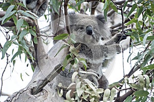 Koala in eucalyptus tree, Southern Australia photo