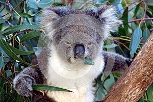 Koala face, Australia