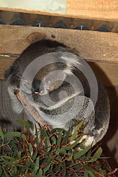 Sleeping Koala uses paw as pillow photo