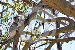 Koala found along the Great Ocean Road