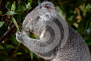 Koala grasping gum leaves as it looks reflective