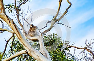 Koala on the gum tree in Australia