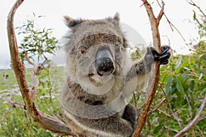 Koala in a gum tree Australia