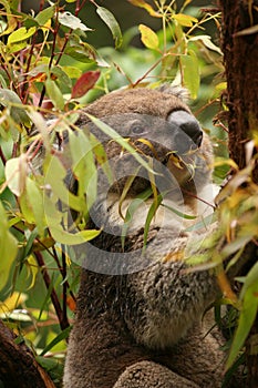 Koala in a gum tree eating fresh green leaves