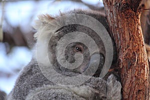 Koala on gum tree, Raymond Island, Gippsland Lakes