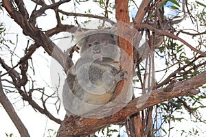 Koala on gum tree, Raymond Island, Gippsland Lakes photo