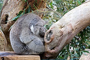 Koala having a nap