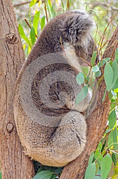 Koala - Healesville